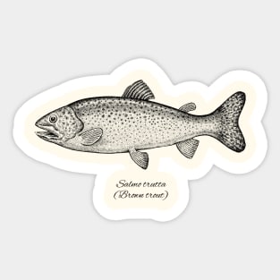 SALMO TRUTTA Sticker